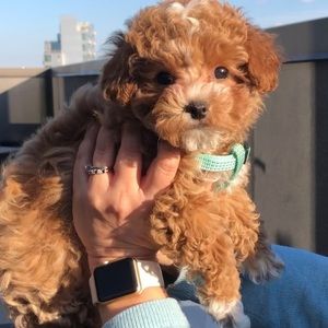 Meet your Posher, Ana carolina